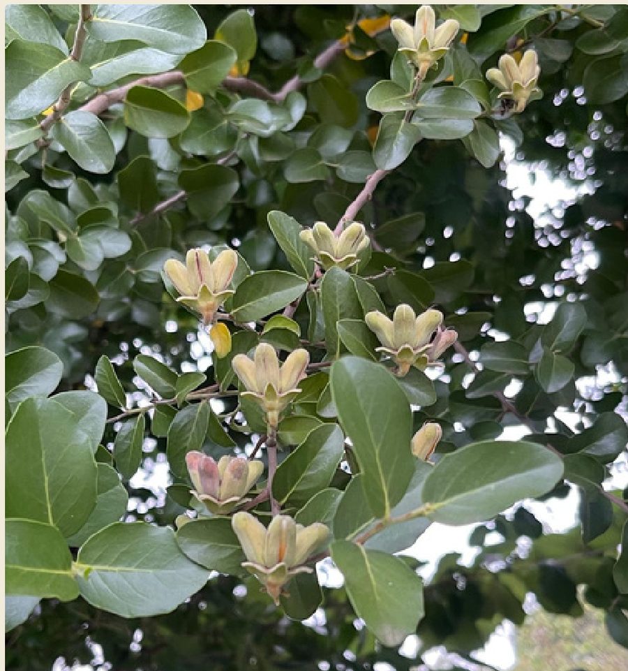 Flores del árbol de Quillay, nativo de Chile